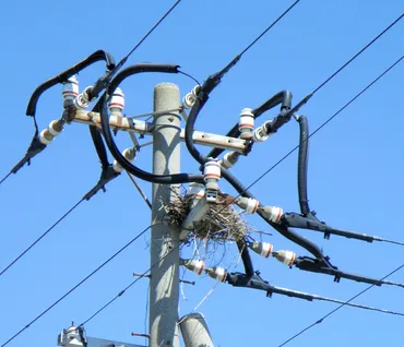 電柱のカラスの巣、AIで発見 停電防止へ四国で導入 愛媛県:朝日新聞
