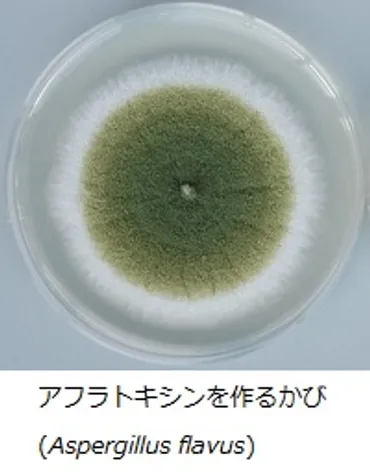 食品のかび毒に関する情報:農林水産省
