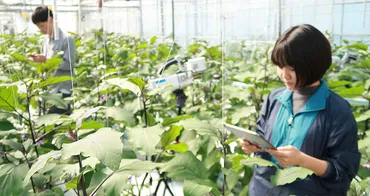 高知大学IoP共創センターの挑戦：AIとDXで変わる日本の未来農業とは？高知大学発、農業DXの最前線。AIとIoPで実現する持続可能な農業