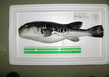 自然毒のリスクプロファイル：魚類：フグ毒
