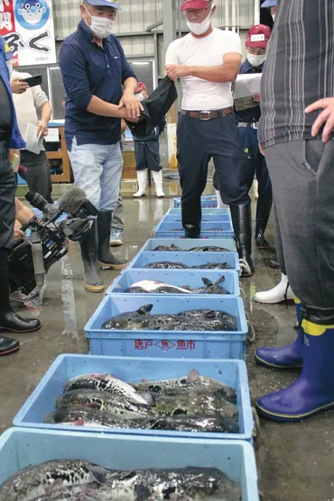 フグの季節到来 南風泊で初競り/最高値１キロ１万６０００円 