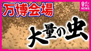 気持ち悪い!しつこい」万博に大量発生した「ユスリカ」に逃げ回る来場者 防虫スプレーは効果期待できず アース製薬に緊急援助要請