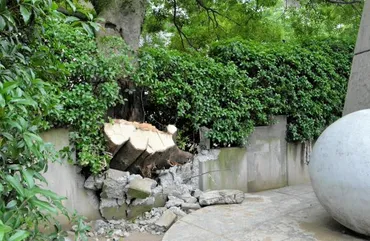 高さ15メートルのエノキが倒れる 広島市内、原爆の慰霊碑の壁を損壊(朝日新聞)