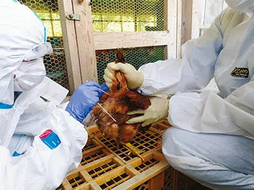 鳥インフルエンザの最新情報と現状の対策とは？（パンデミックの可能性も？）鳥インフルエンザの国内・海外の発生状況と対策