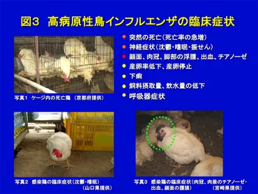 鳥インフルエンザ(Avian Influenza)
