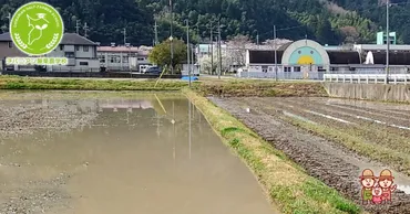水稲の中干しとは?効果と方法を徹底解説!