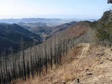 桐生の山林火災 