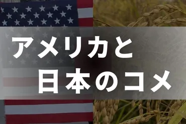 日本のコメは関税700％」トランプ政権高官が批判、その数字どこから？ 実際は無関税枠ある変動制なのに：東京新聞デジタル