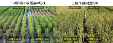 水稲の「再生二期作」は゛地球沸騰化゛の攻めの解決策 「にじのきらめき」で極多収に成功 