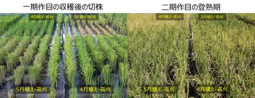 研究成果)良食味多収水稲品種「にじのきらめき」を活用した 再生二期作による画期的多収生産の実現 