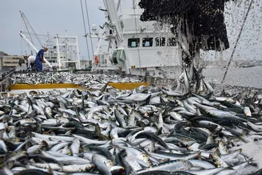 銚子漁港、１２年連続の水揚げ日本一確実 イワシ好調もサンマはゼロ 