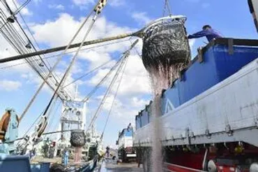 ２５年のサバ漁獲枠８割減を検討 水産庁、資源量悪化で
