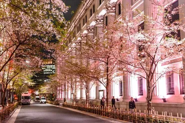 日本橋を桜色に染める『SAKURA FES NIHONBASHI 2024』とは？日本橋の春を満喫できるイベント、桜フェス2024
