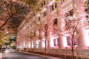 江戸桜通りの桜 (SAKURA FES NIHONBASHI 2025)（中央区） 
