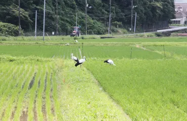 主食用米作付け微増 高値も急激な回帰なし 生産者数減が緩やかに 