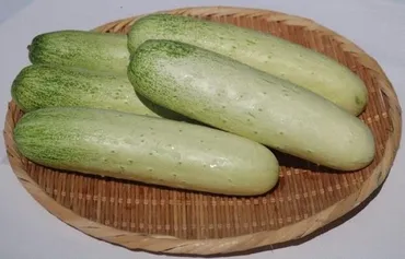 高山きゅうり」GI登録 伝統野菜 県農産品で初 村の知名度向上に期待 ／群馬 