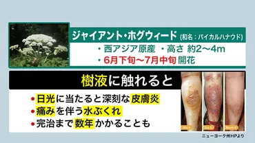 札幌の猛毒植物バイカルハナウド問題：北大発、危険な外来種？北大構内で発見された、触ると危険な猛毒植物の脅威