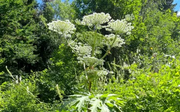 日本初確認か？猛毒植物「ジャイアント・ホグウィード（バイカルハナウド）」が北海道大学に出現 – X SIGHT Online Media