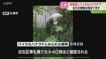 注意】白石にも危険な植物バイカルハナウドか 北大で発見された植物は゛特定できず゛ 札幌市（STVニュース北海道） 