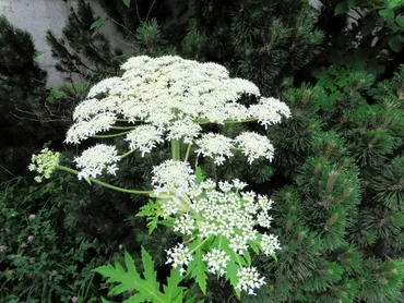 危険植物バイカルハナウド？北大以外でも自生か 札幌市白石区で除去 北海道：朝日新聞