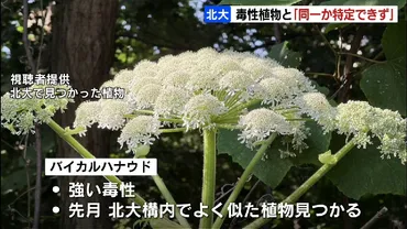同じものか特定できなかった」バイカルハナウドとよく似た植物が見つかった北海道大学が調査結果公表 毒性があるか調査継続