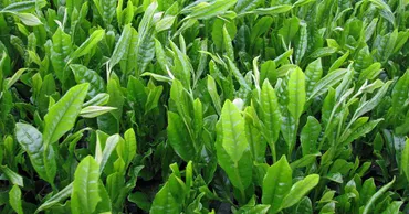 鹿児島の茶の輸出額、4年で4倍に 日本食ブームで米国向け増加 
