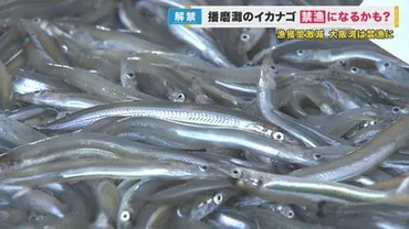 瀬戸内海・播磨灘でもイカナゴ「禁漁」水揚げ少なく゛解禁初日゛に漁業関係者が禁漁