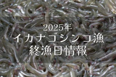 2025年(令和7年)のいかなご漁情報!価格・過去の解禁日・終漁日【イカナゴ新仔漁】
