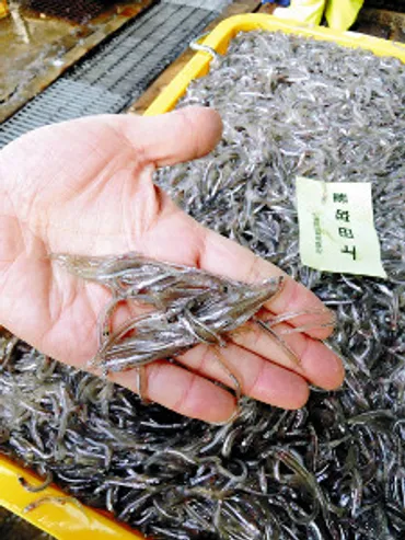 イカナゴ、瀬戸内海に春…兵庫県姫路市