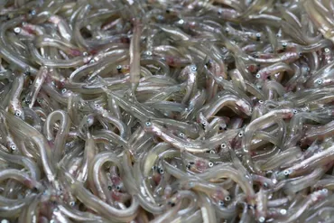 イカナゴの「親魚」の調査結果が発表されてる。去年の半分以下だったみたい
