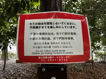 セミの乱獲問題、公園での幼虫採取はなぜ？多言語対応やルール作りは？公園でのセミ幼虫の大量採取問題。多言語での注意喚起と今後の課題。