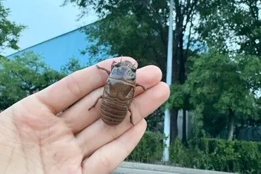 40匹捕まえた！」日本で食用にセミの幼虫を大量捕獲する中国人たち、中国 SNSには「やめて」呼び掛けも（レコードチャイナ）