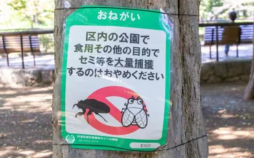 杉並区の公園に「食用のセミ捕獲禁止」の貼り紙、なぜ？ セミ食が法的トラブルになる理由 
