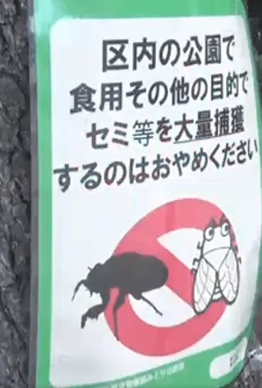 食用でセミを捕らないでという看板の真相。役所に聞いてみた 