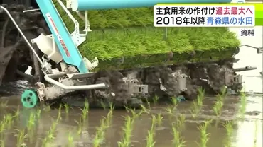 青森県の今年産『主食用米』の作付面積 過去最大の約4万3700ヘクタールとなる見込み 農林水産省
