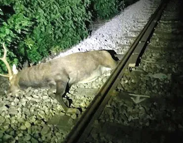 増えるシカと列車の衝突 ハンター減り繁殖か JR支社対策探る 群馬県：朝日新聞
