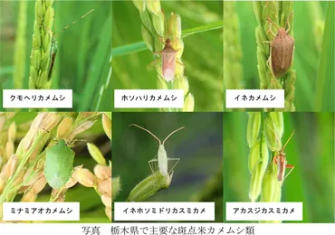 カメムシ被害拡大？温暖化と異常気象による米への影響とは？広範囲に広がるカメムシ被害と対策