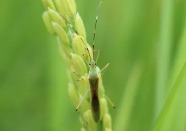 カメムシ 平年より多く 玄米収量や品質低下懸念 茨城県病害虫防除所(茨城新聞)