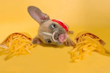 犬食いする人の心理