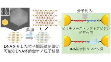 混ぜるだけでタンパク質分子を封入可能なDNA修飾金ナノ粒子結晶の作製に成功！ ～ドラッグデリバリーシステムのキャリアなどへの応用に期待～ 