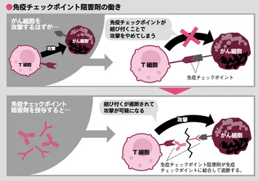 免疫の働きを復活させるがん治療薬 −オプジーボ（免疫チェックポイント阻害薬）のしくみ 