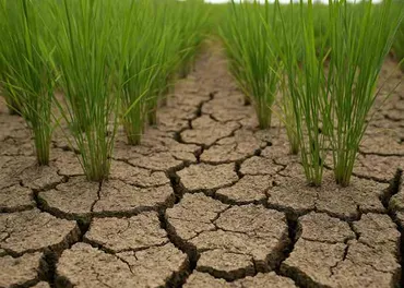 記録的少雨と猛暑が日本を襲う！米不足の危機？（米、コメ、高温、渇水）2025年夏の記録的不作：コメの価格高騰と食卓への影響