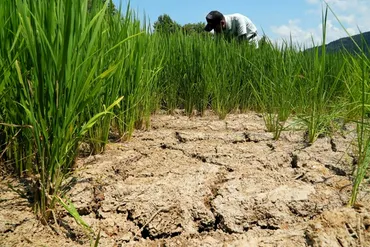 稲が悲鳴を上げている」 酷暑と記録的な少雨、コメ農家を直撃：朝日新聞