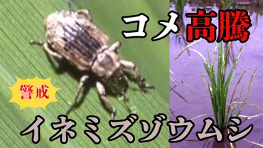 コメ価格高騰の中「コメの生育が心配」イネの根を食べる病害虫「イネミズゾウムシ」今年は「やや多い」予想 対策は？【害虫の専門家が解説】 