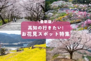 2025年この春絶対行きたい!高知の桜名所&お花見スポット特集!