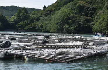 カムチャツカ沖地震 養殖いかだ復旧へ カキ産地・津波被害の鳥羽 資材高騰、猛暑あらがい出荷目指す ／三重 
