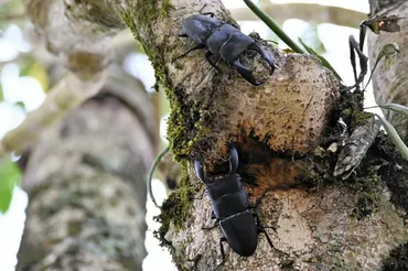 虫のおかげで家建った インドネシアの昆虫ビジネス 行き先は日本(朝日新聞)