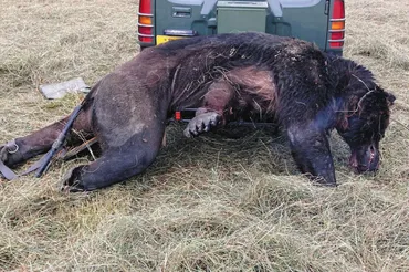 かわいそう」クマ捕獲・駆除に猛批判 被害相次ぐ自治体、対応に苦慮:中日新聞Web
