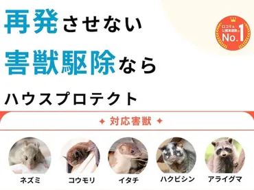アライグマ駆除業者おすすめランキング! 料金相場や業者を選ぶポイントは?