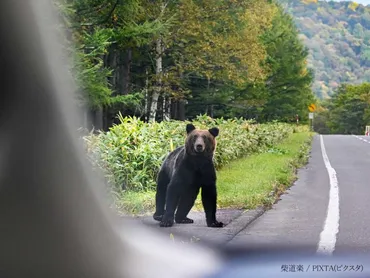 ヒグマ駆除に寄せられるクレーム 北海道庁の呼びかけに「よくぞ言った」「人命が最優先」 – grape グレイプ